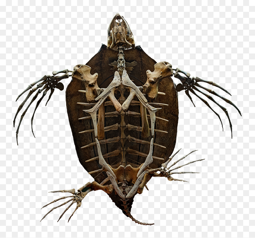 Leather Turtle Skeleton, HD Png Download - bone png
