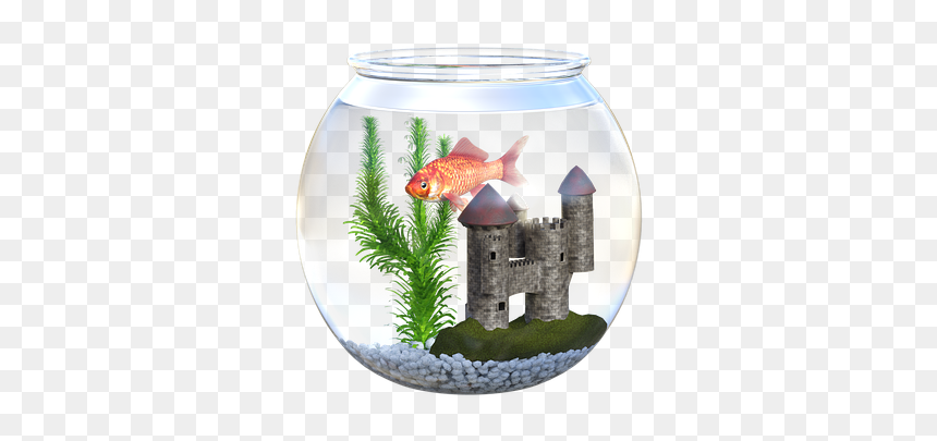 Fish, Bowl, Goldfish, Fishbowl, Aquarium, Food, Orange - Akwarium Ze Złotą Rybką, HD Png Download - aquarium png
