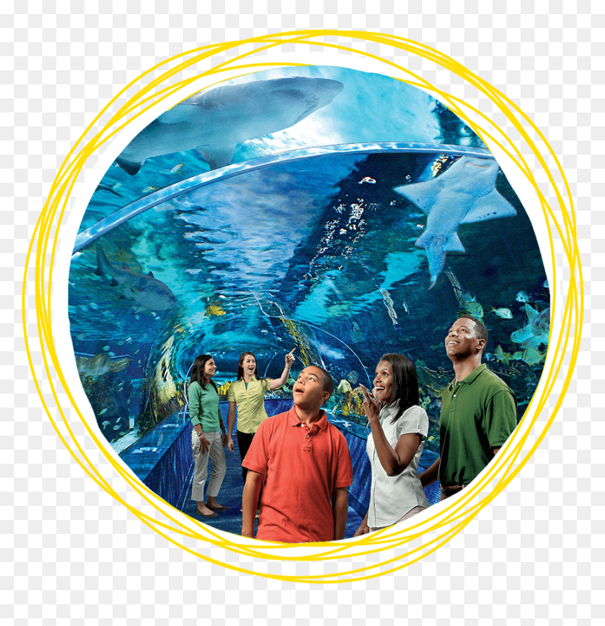 Ripley's Aquarium Of The Smokies, HD Png Download - aquarium png