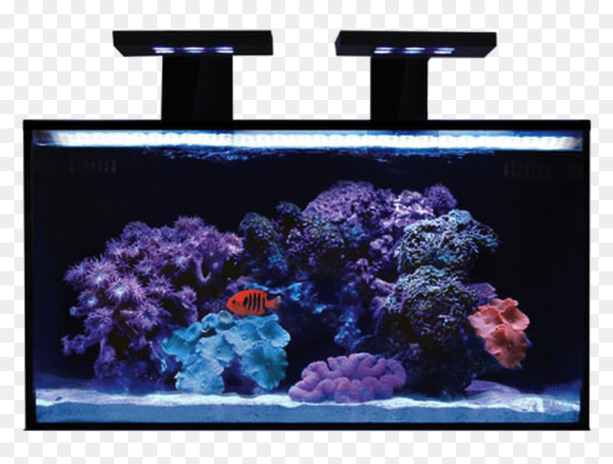 Rimless Aquarium Nuvo Fusion 20 Nano All In One Aquarium - Innovative Marine Aquarium, HD Png Download - aquarium png