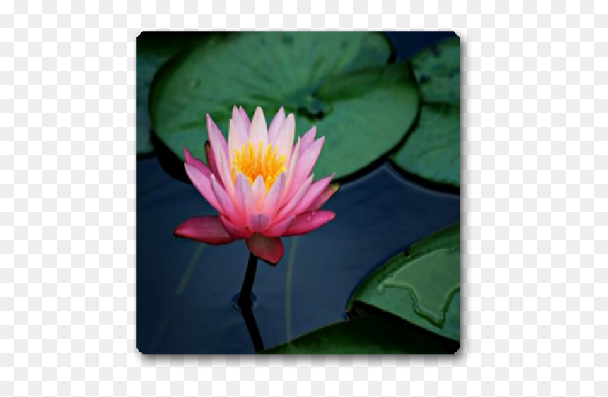 Lotus Flower, HD Png Download - lavender plant png