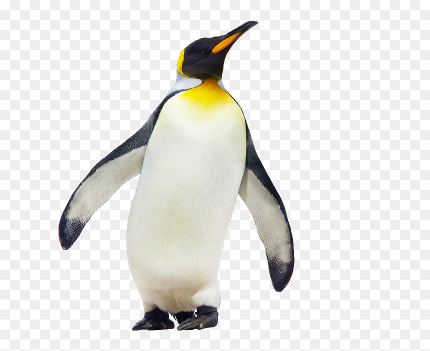 Emperor Penguin Antarctica Stock Photography Gentoo - Penguin Png, Transparent Png - emperor penguin png
