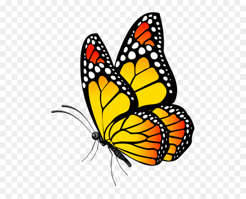 Borboleta Tons De Laranja E Preto - Clipart Butterfly Png, Transparent Png - borboleta png