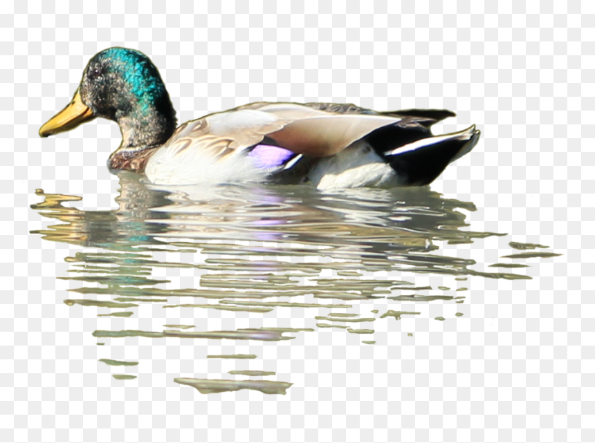 Clip Art Pictures Of Ducks In Water - Duck In Water Png, Transparent Png - water reflection png