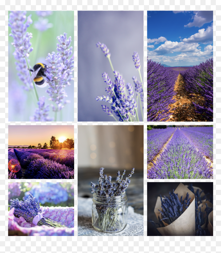 English Lavender, HD Png Download - lavender plant png