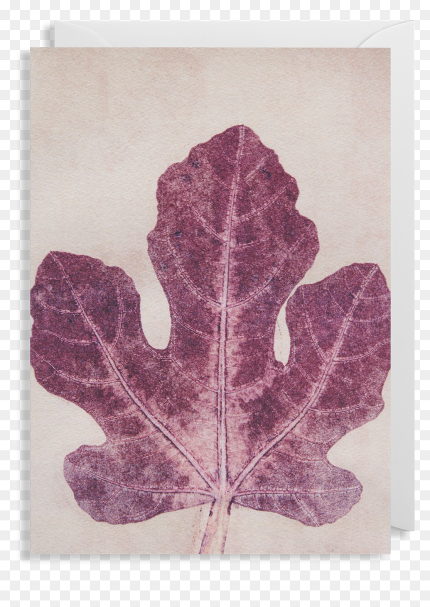 Fig Leaf Greeting Card"
 Data Max Width="1400"
 Data - Maple Leaf, HD Png Download - fig leaf png