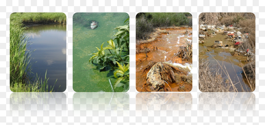 Grass, HD Png Download - water reflection png