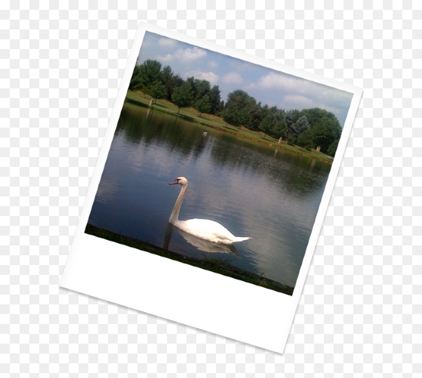 Swan Swimming In Our Beautiful Lake - Trumpeter Swan, HD Png Download - water reflection png