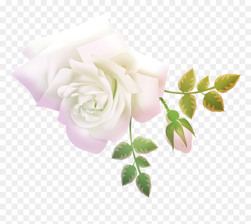 Watercolor Rose, Roses, Pink, Stem, Buds, Nature - Garden Roses, HD Png Download - watercolor roses png