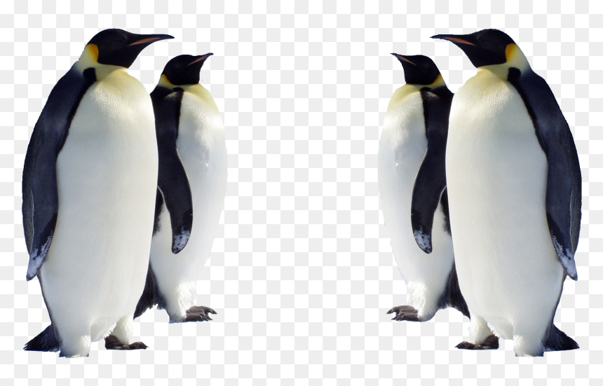 Penguin Is Bird Or Animal, HD Png Download - emperor penguin png