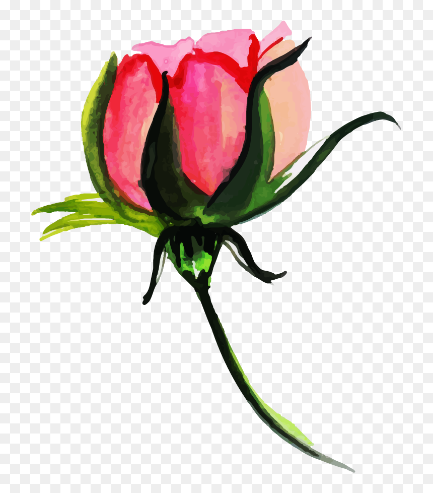 Hybrid Tea Rose, HD Png Download - watercolor roses png