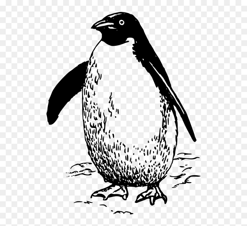 Flightless Bird,wildlife,line Art - Penguin Black And White Clipart, HD Png Download - emperor penguin png