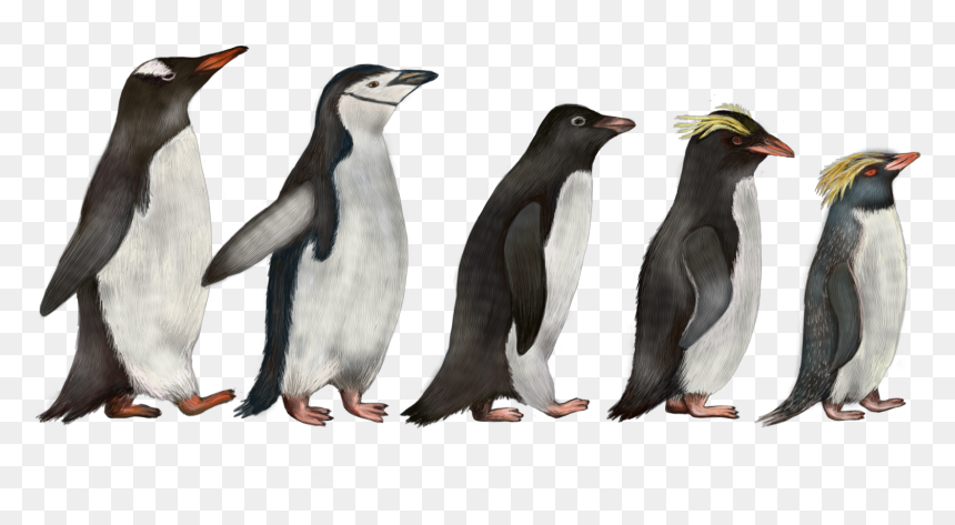 Transparent Emperor Penguin Png - Adelie And Rockhopper Penguins, Png Download - emperor penguin png