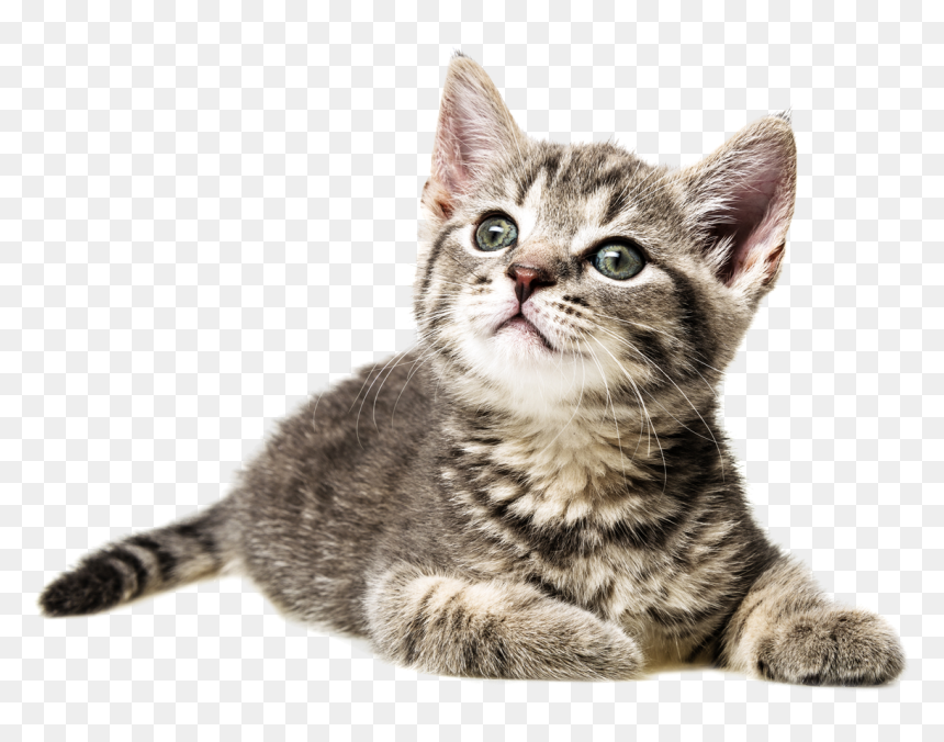 Cat , Png Download - Открытки Хорошего Дня С Котиками, Transparent Png - gatos png