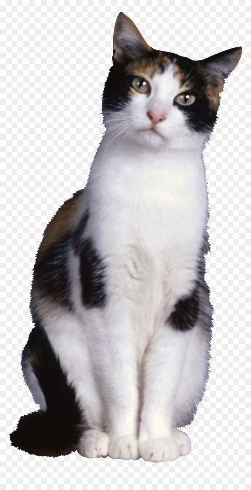 Cat With Transparent Background, HD Png Download - gatos png