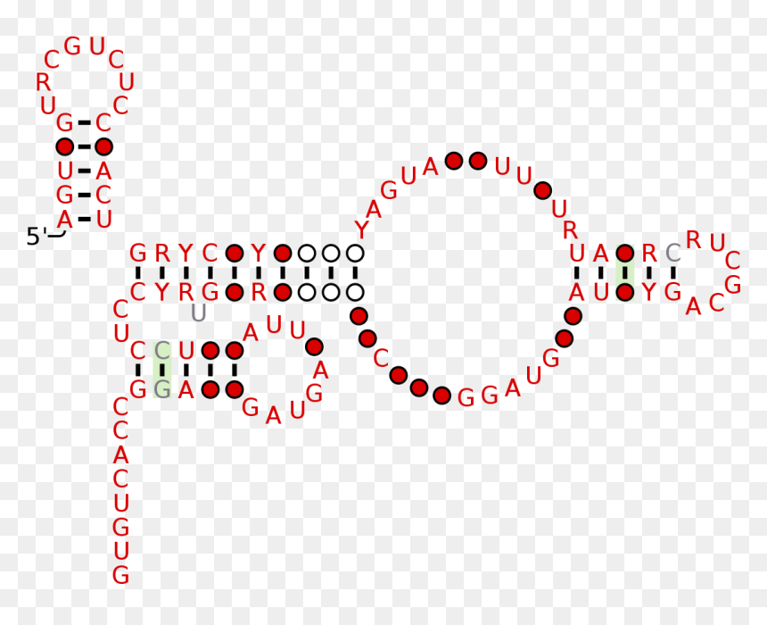 Round Rosary Vector Logo, HD Png Download - saliva png