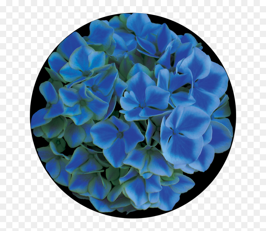 Hydrangea, HD Png Download - blue design png