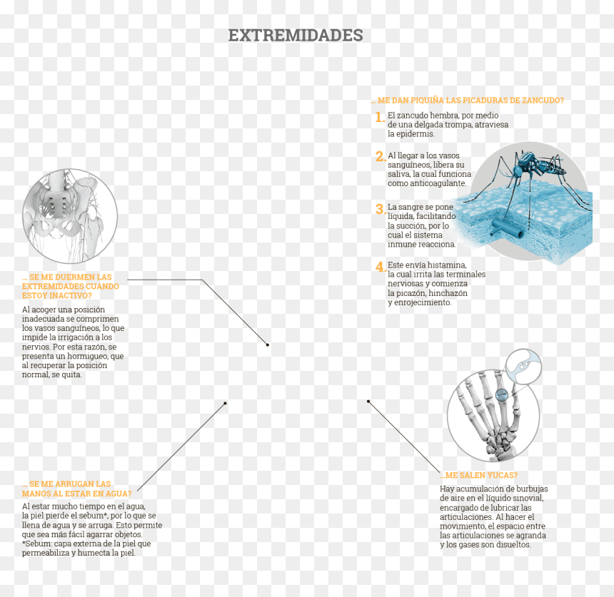 Diagram, HD Png Download - saliva png