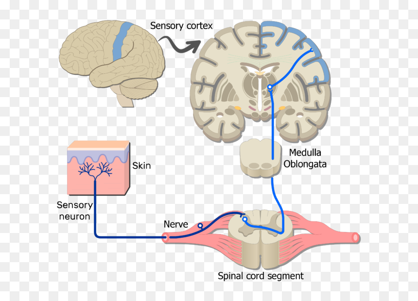 Somatic Nervous Acur Lunamedia - Motor Pathways From Brain To Muscle, HD Png Download - nervous system png