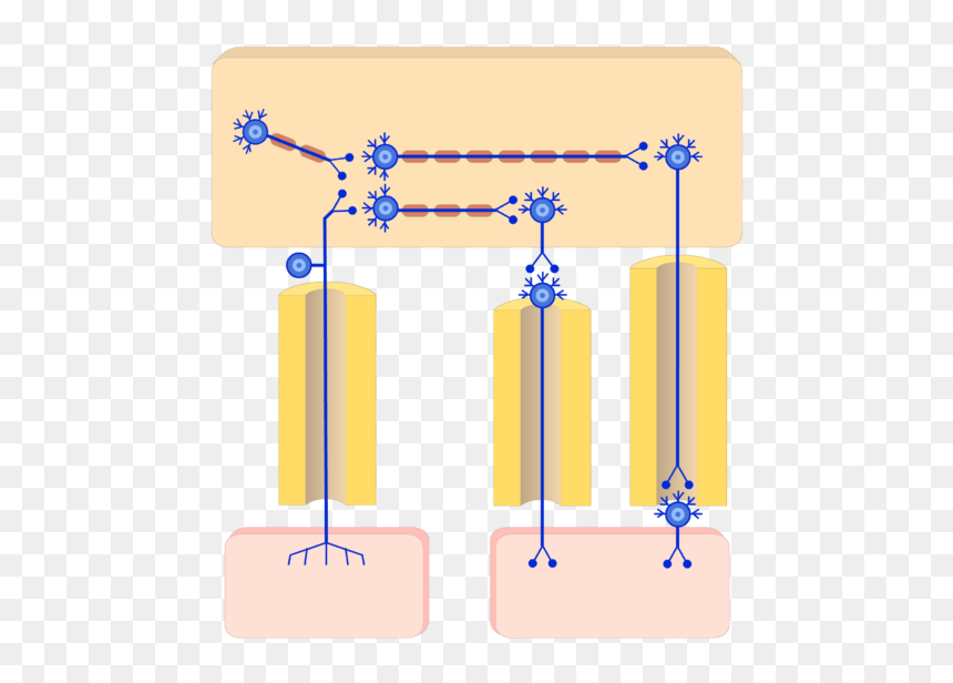 An Image Showing The Organization Of The Ans , How - Sympathetic Nervous System Neuron Network, HD Png Download - nervous system png