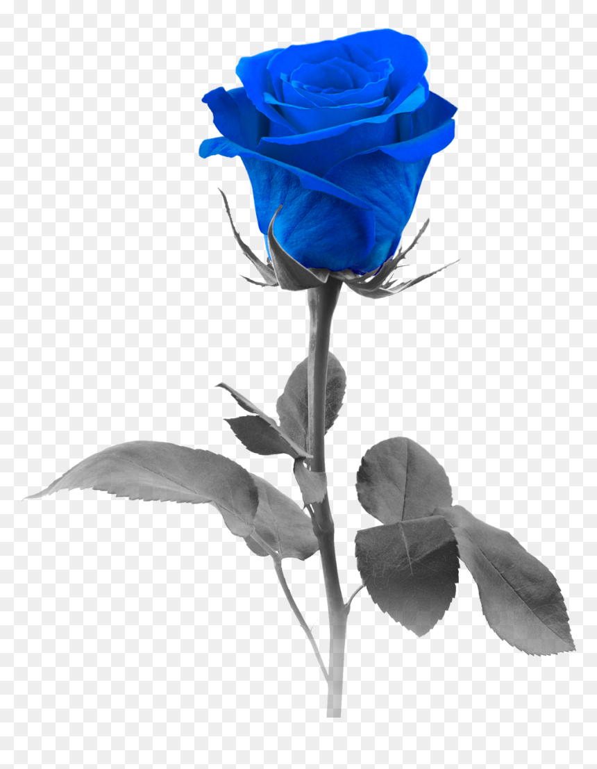 Blue Rose Pic - Rose With White Background, HD Png Download - compass rose png transparent background