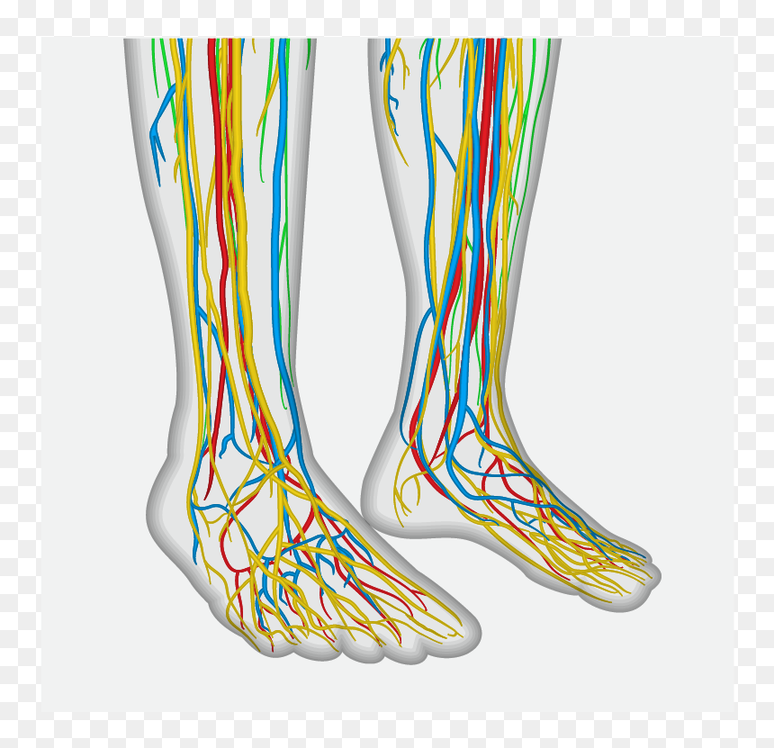 The Nervous System - Nervous System In Human Feet, HD Png Download - nervous system png