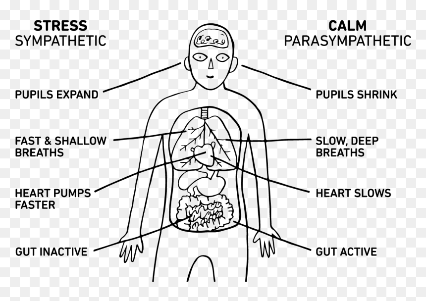 Download-1 - Sympathetic And Parasympathetic Nervous System Stress, HD Png Download - nervous system png