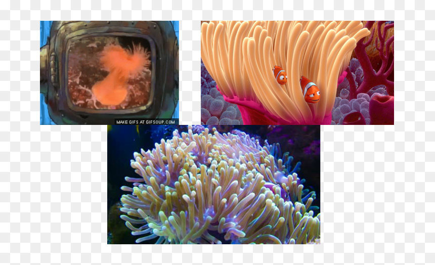 Picture - Marine Biology, HD Png Download - nervous system png