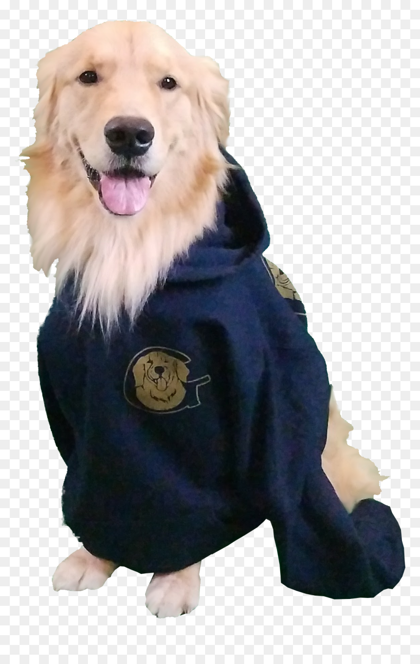 Golden Retriever Sweatshirt - Golden Retriever, HD Png Download - golden retriever puppy png