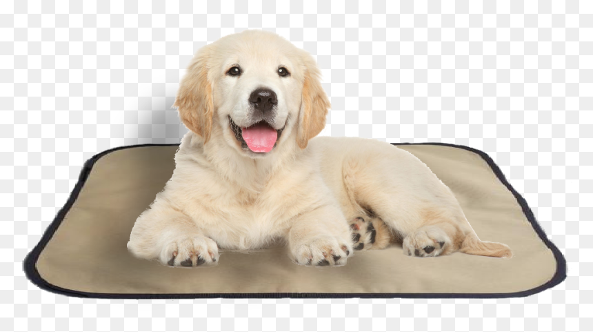 Transparent Pet Bed Clipart - Golden Retriever Puppy Transparent, HD Png Download - golden retriever puppy png