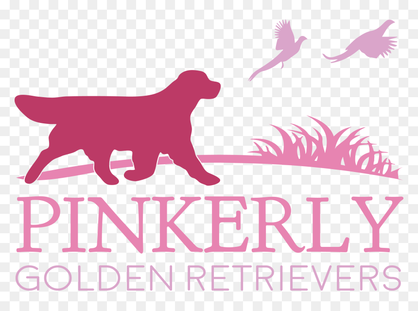 Transparent Golden Retriever Png - Guard Dog, Png Download - golden retriever puppy png