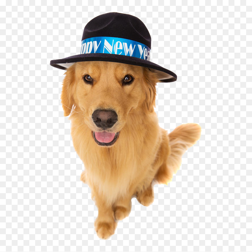 New Years Eve Dog, HD Png Download - golden retriever puppy png