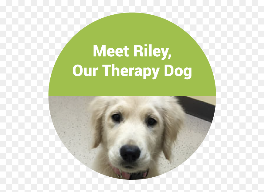 Aquatic Therapy, HD Png Download - golden retriever puppy png