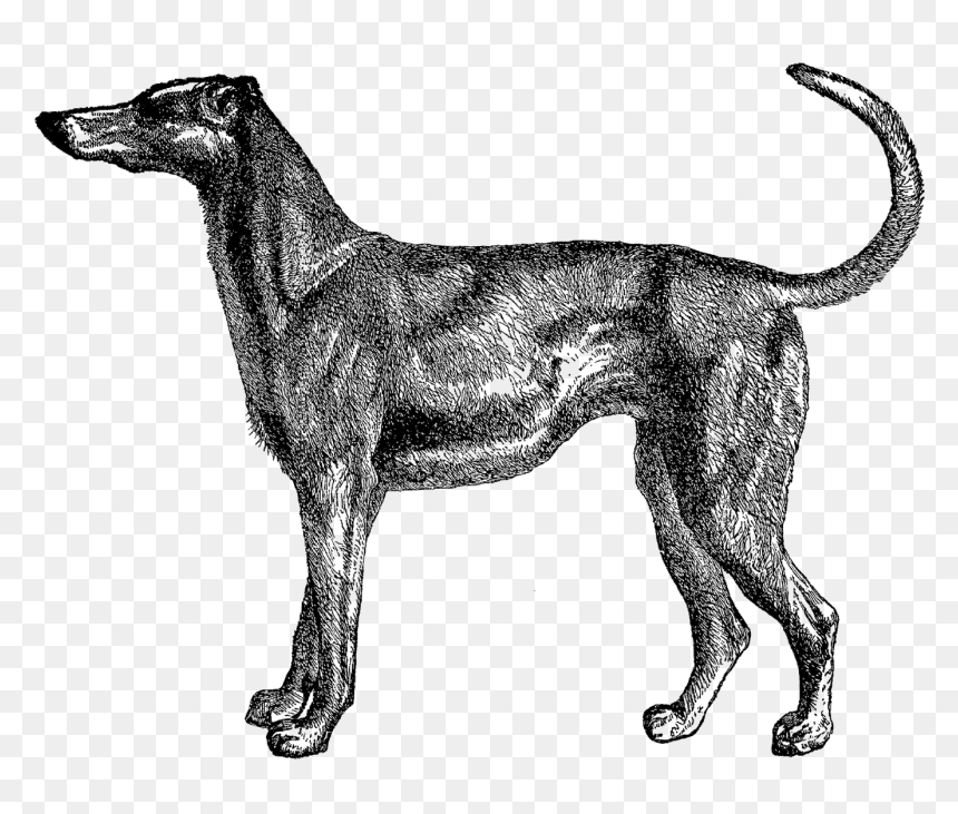 Transparent Dog Prints Png - Dog Old Illustration, Png Download - dog prints png