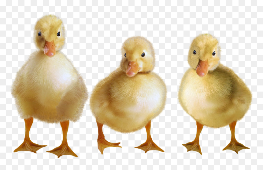 Ducks, Ducklings, Water Bird, Birds, Duck, Cub - Ducks And Ducklings Transparent Background, HD Png Download - duckling png