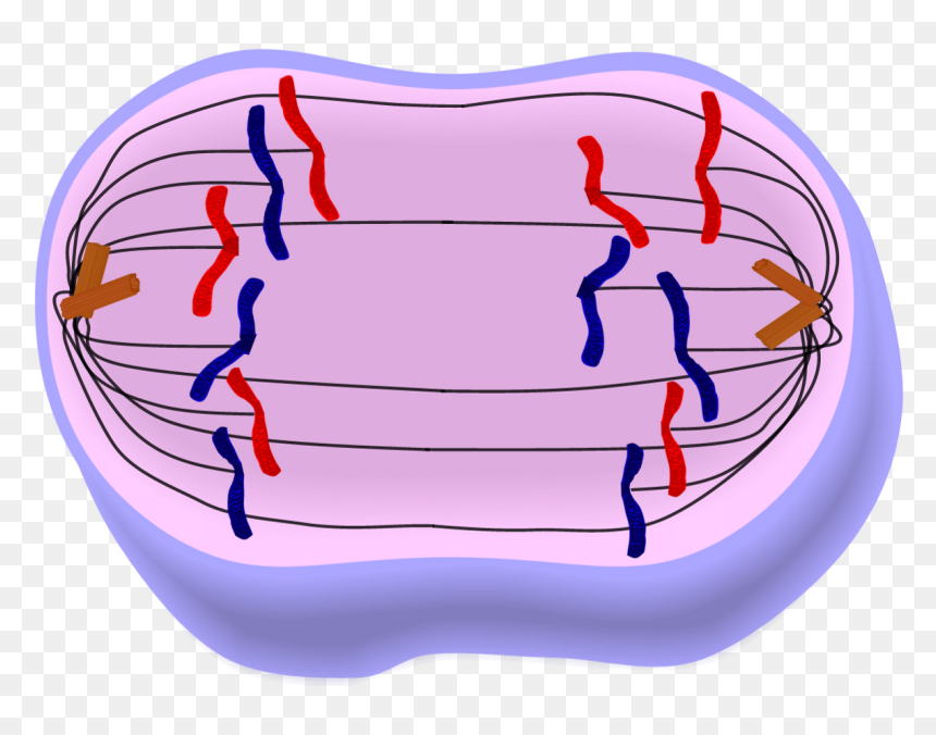Anaphase Mitosis Png, Transparent Png - jeopardy png