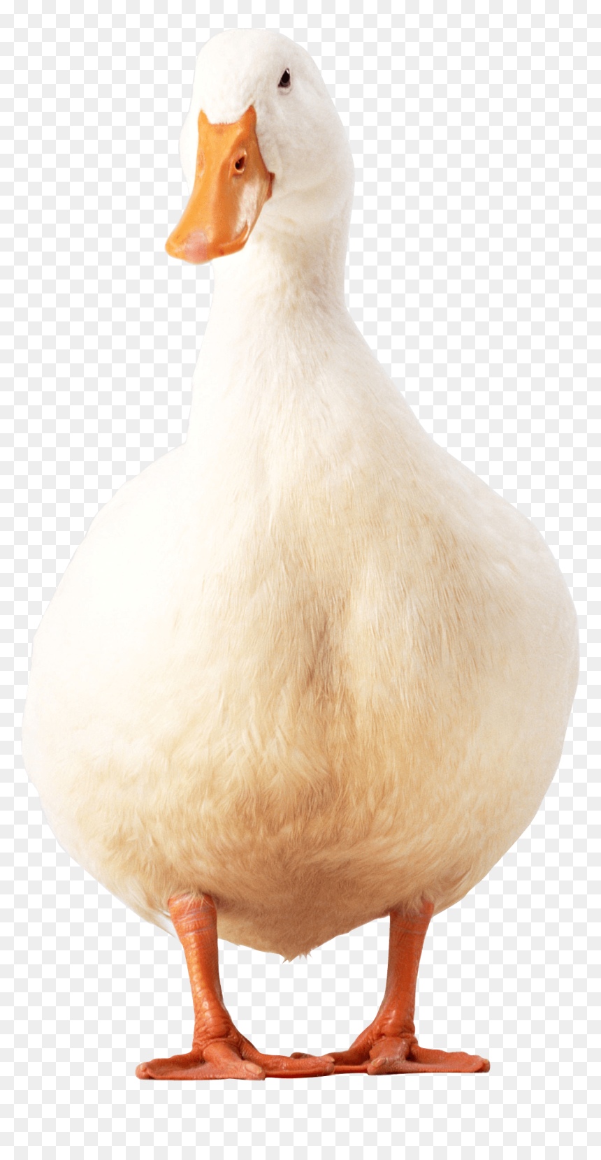 White Duck Png Image, Transparent Png - duckling png