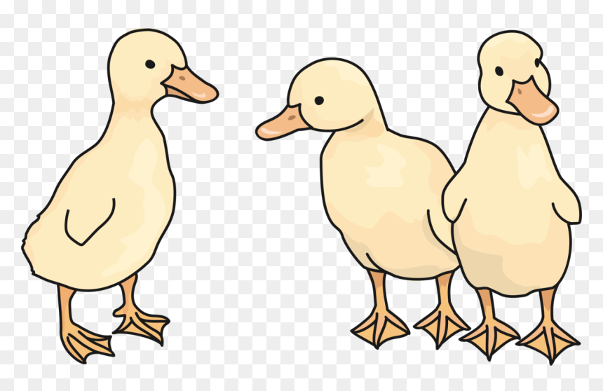 Wildlife,ducks Geese And Swans,american Black Duck - Duck, HD Png Download - duckling png