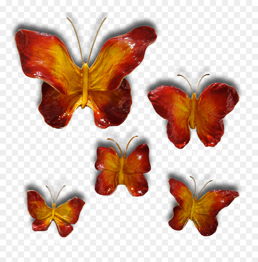 Ron & Sheila Ruiz Flame Butterfly Exposures International - Brush-footed Butterfly, HD Png Download - red butterfly png