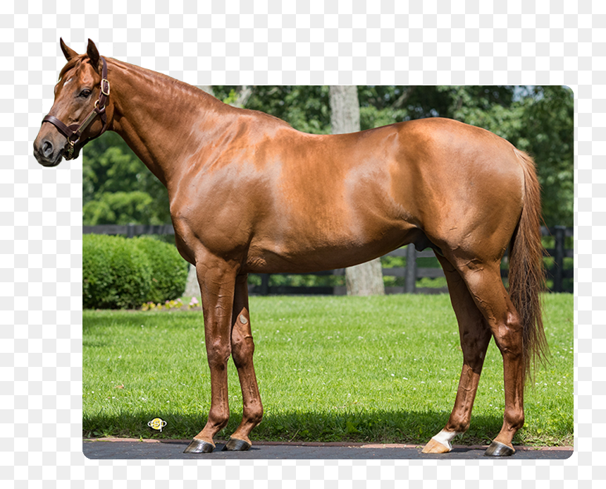 Gun Runner - Sorrel, HD Png Download - race horse png