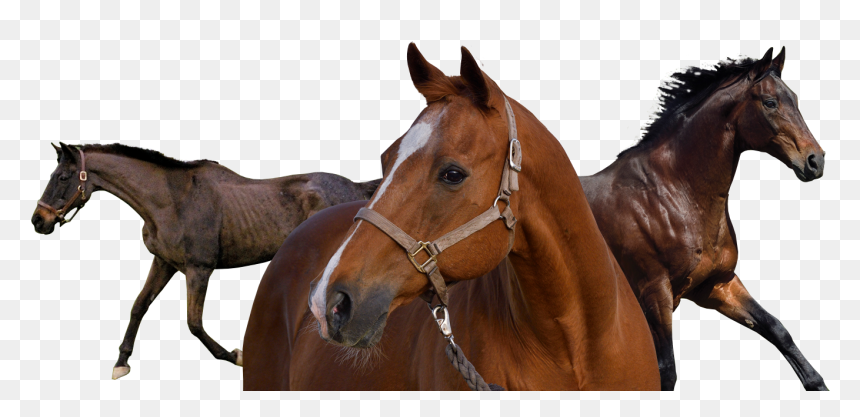 Sorrel, HD Png Download - race horse png