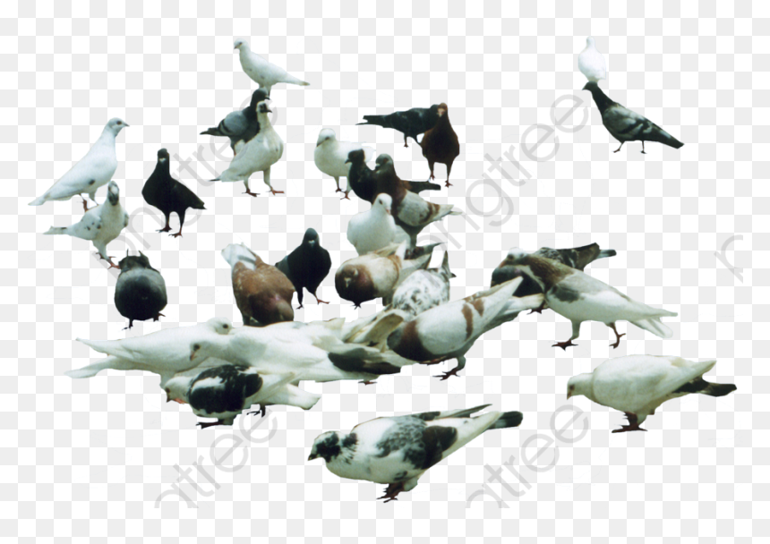 Pigeon Clipart Eating - Стая Голубей Пнг, HD Png Download - pigeons png