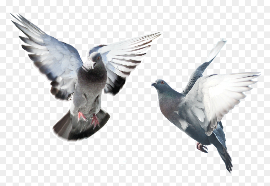 Flying Pigeons On Transparent Background, HD Png Download - pigeons png