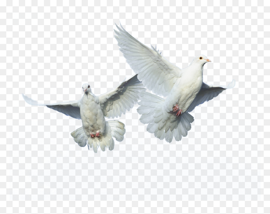 Flying Bird Png Source - Columbidae, Transparent Png - pigeons png