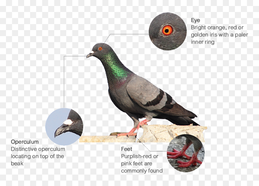 Features - Feral Pigeon, HD Png Download - pigeons png