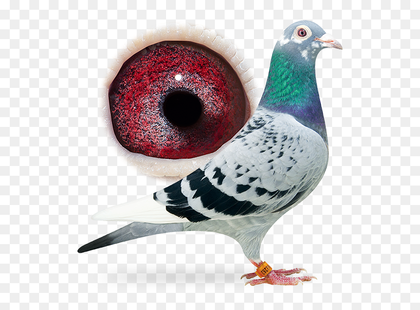 Fancy Pigeon, HD Png Download - pigeons png