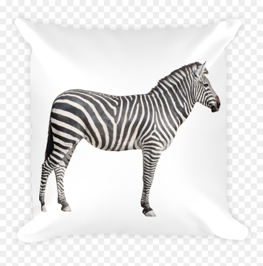 "
 Class="lazyload Lazyload Mirage Cloudzoom Featured - Female Zebra White Background, HD Png Download - zebra print png