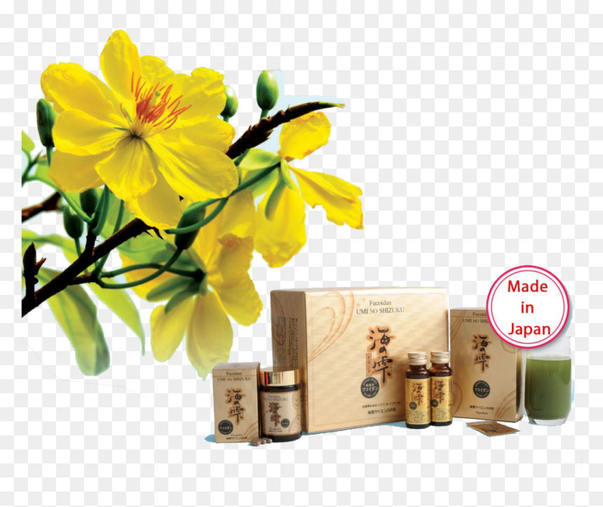 Hoa Mai Vang - (kamerycah, HD Png Download - hoa mai png