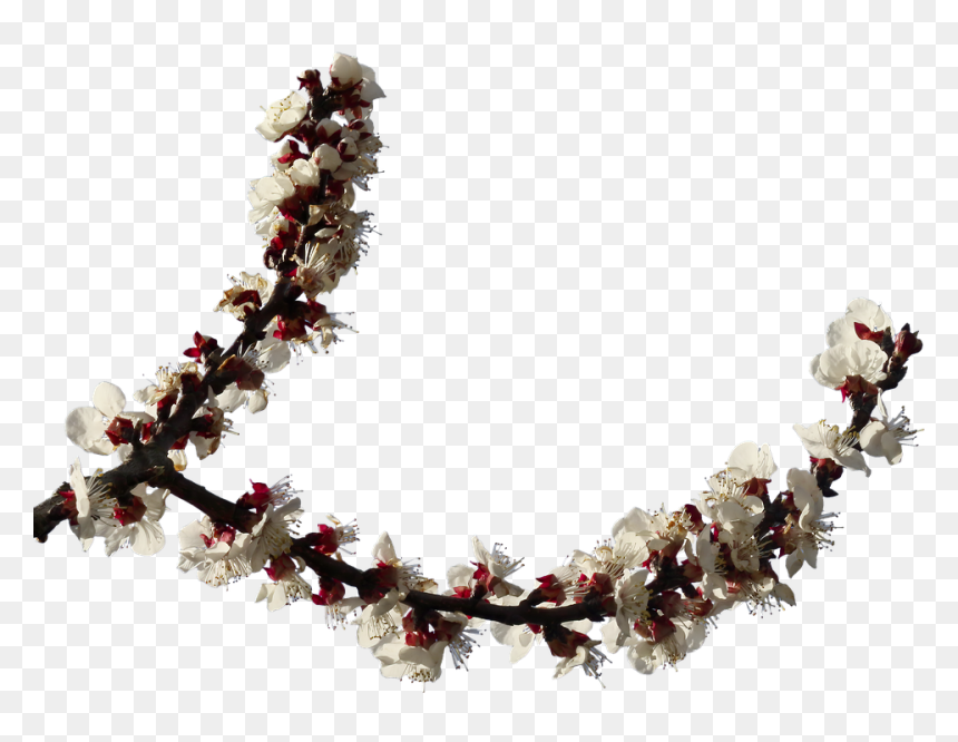 Hoa Mai, Chi Nhánh, Hoa, Mùa Xuân, Chồi, Clipping - Ramos De Flores Em Png, Transparent Png - hoa mai png