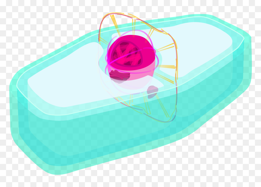 Plant Cell Prophase - Circle, HD Png Download - animal cell png